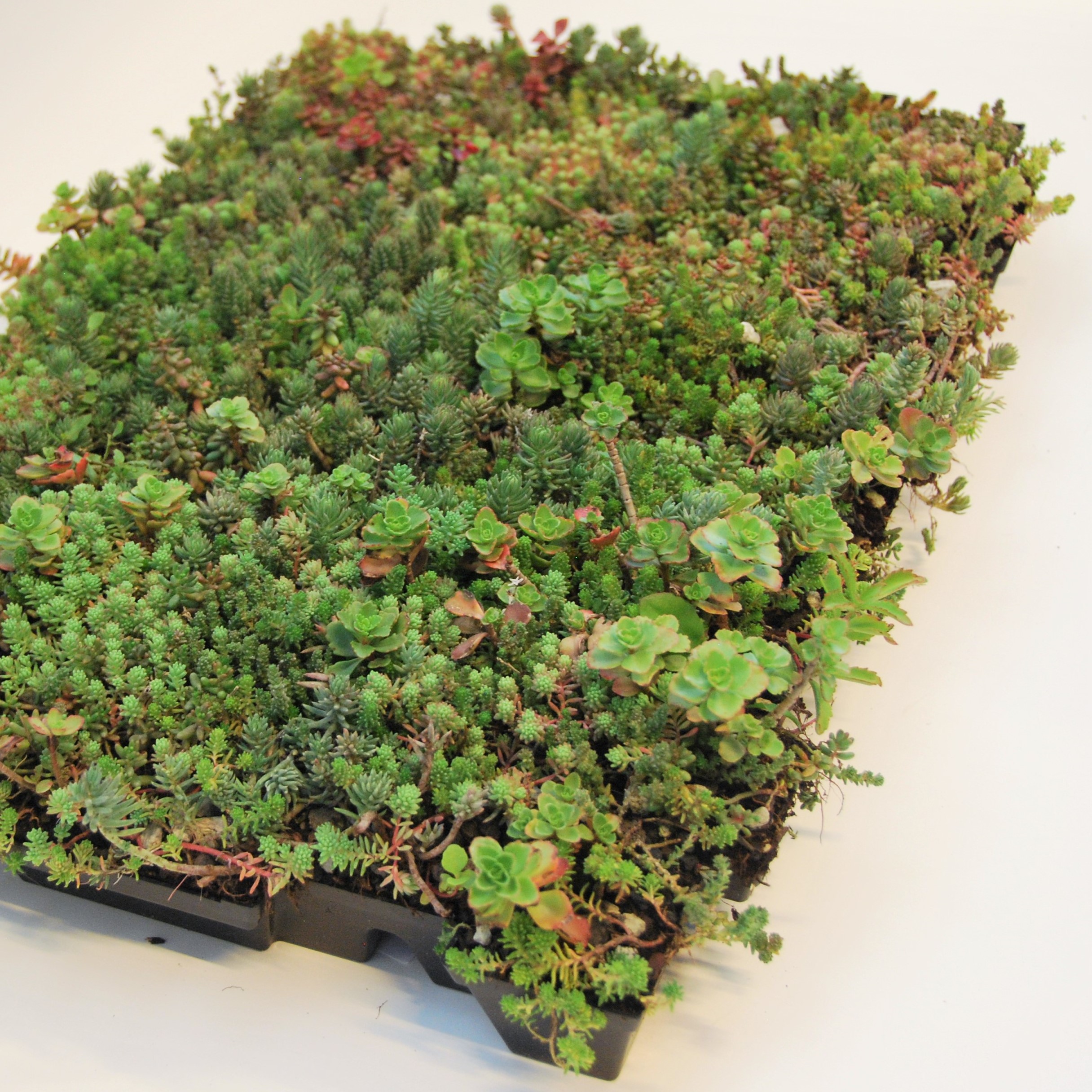 Click 'n go Light Sedum-Kassette