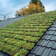 Sempergreen MGT groene dakpan