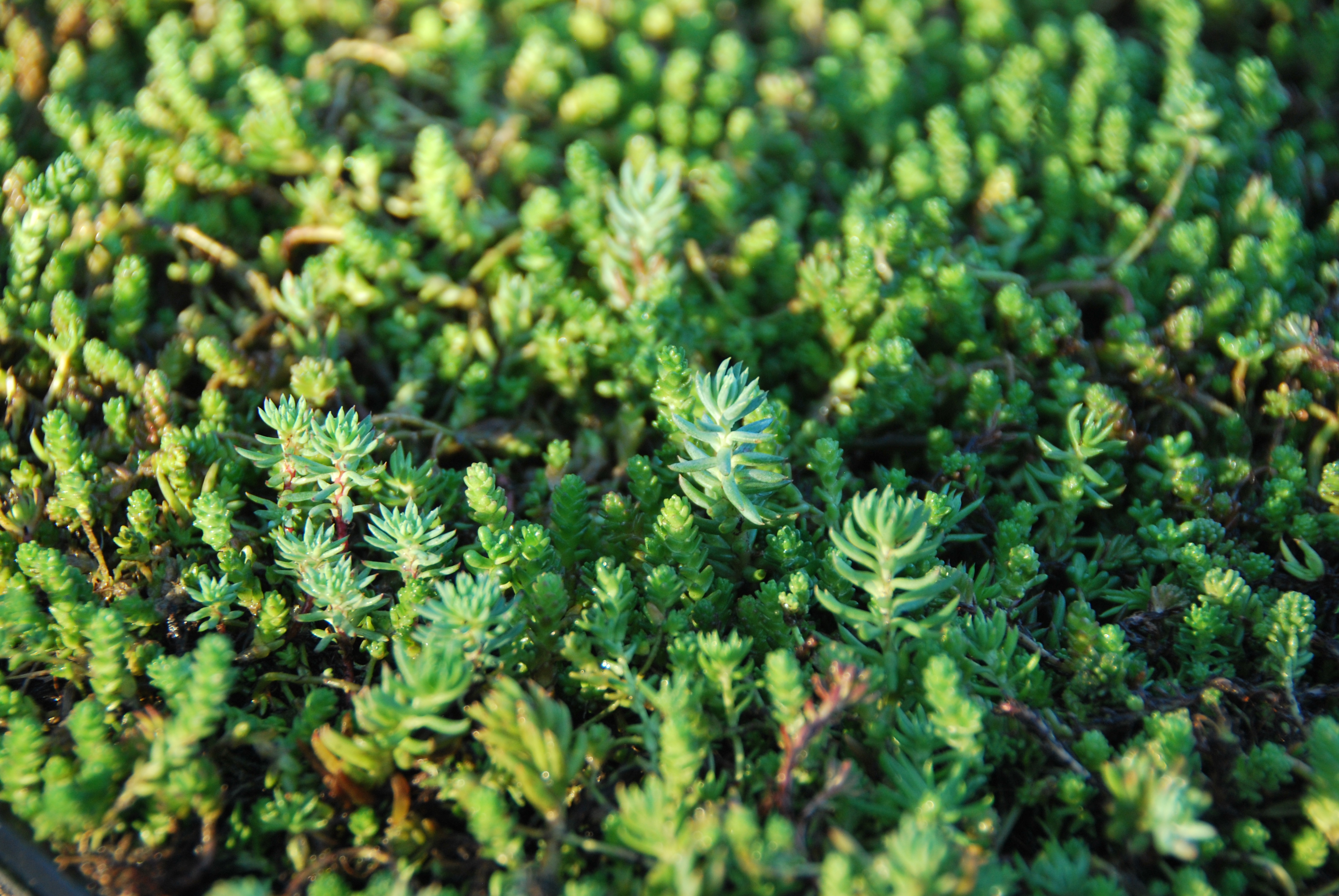 Sedum close-up of Nordics trays