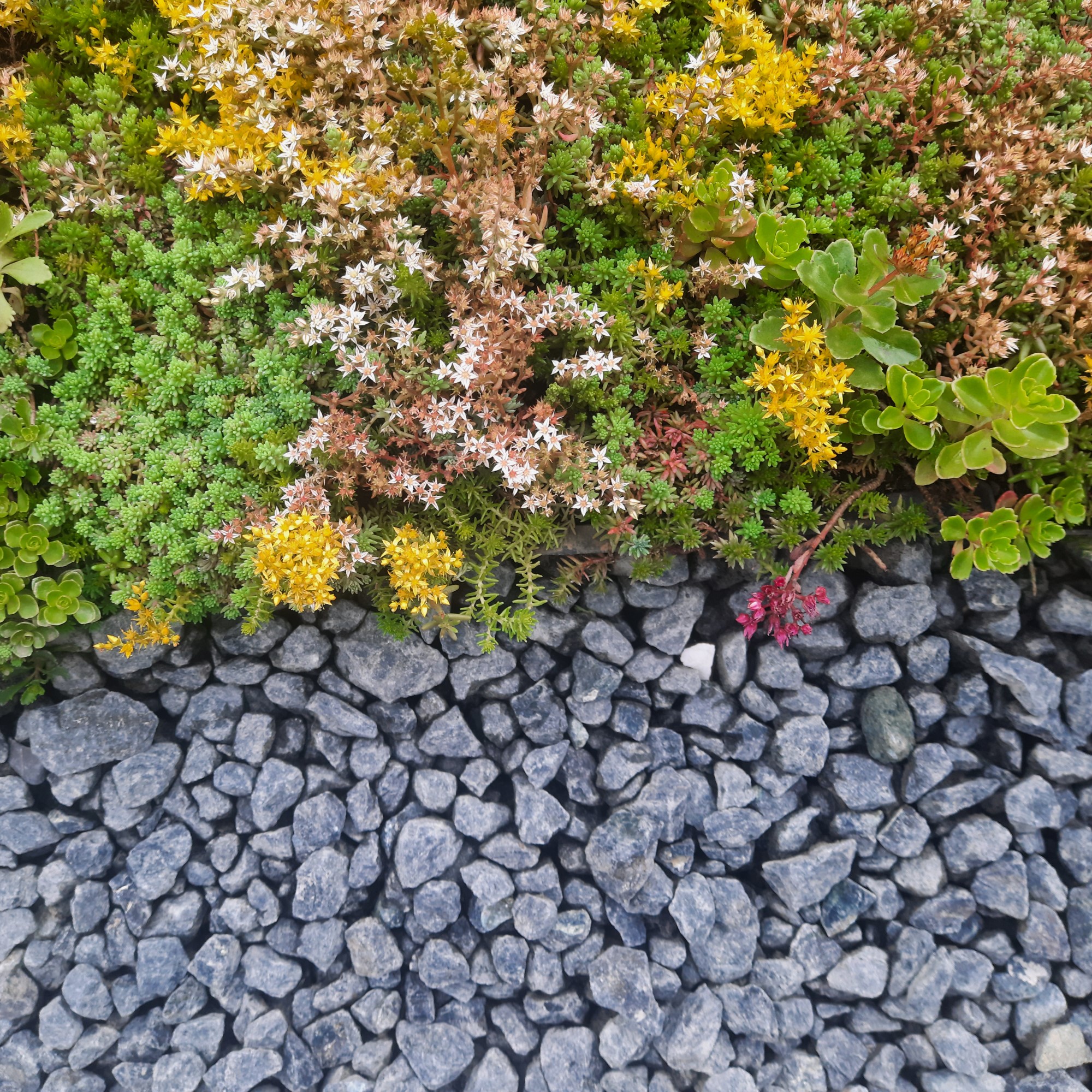 Olivine with Sedum