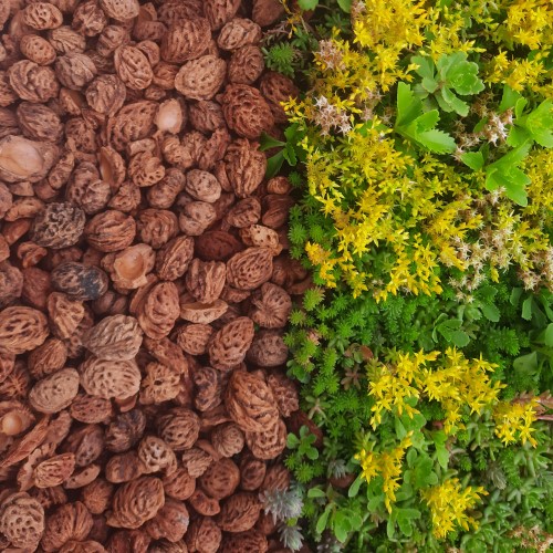 Peach stones on a Sedum roof