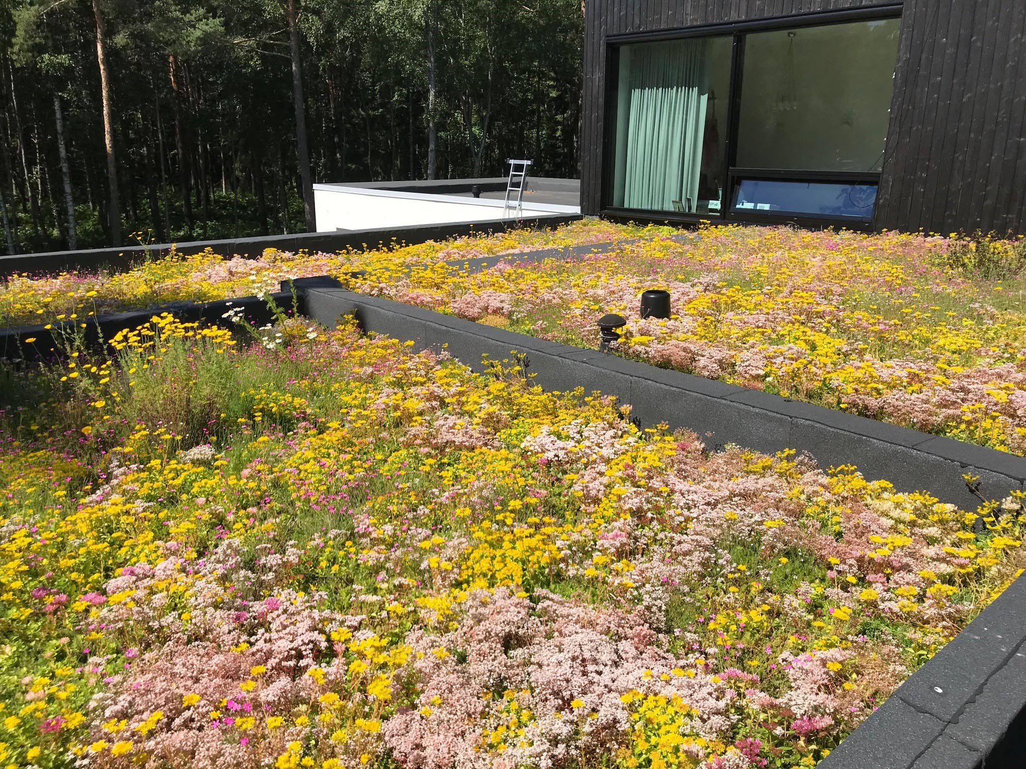 Tapis de sedum et d'herbes aromatiques