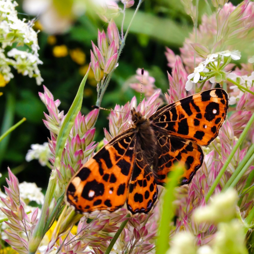 Tapis Bees & Butterflies