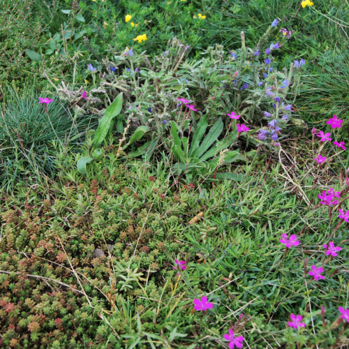 Tepes de Sedum con hierba silvestres