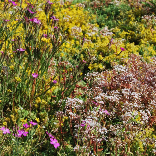 Tepe de Sedum con hierbas