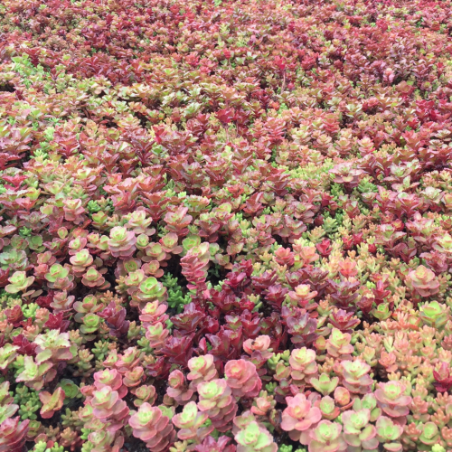 Maroon Sedum-Mix Blanket