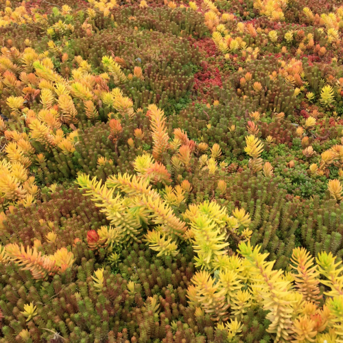 Sunray Sedum-Mix Blanket