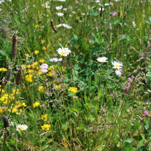 Wildflower blanket