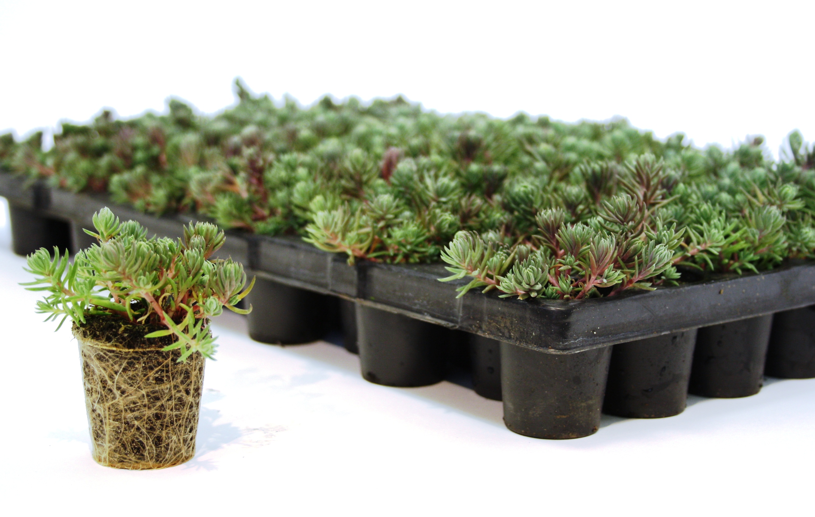 Sempergreen Sedum plugs Sempergreen