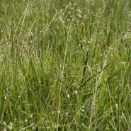 Sedum-grass blanket