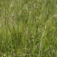 Tapis de sedum et d'herbes ornementales