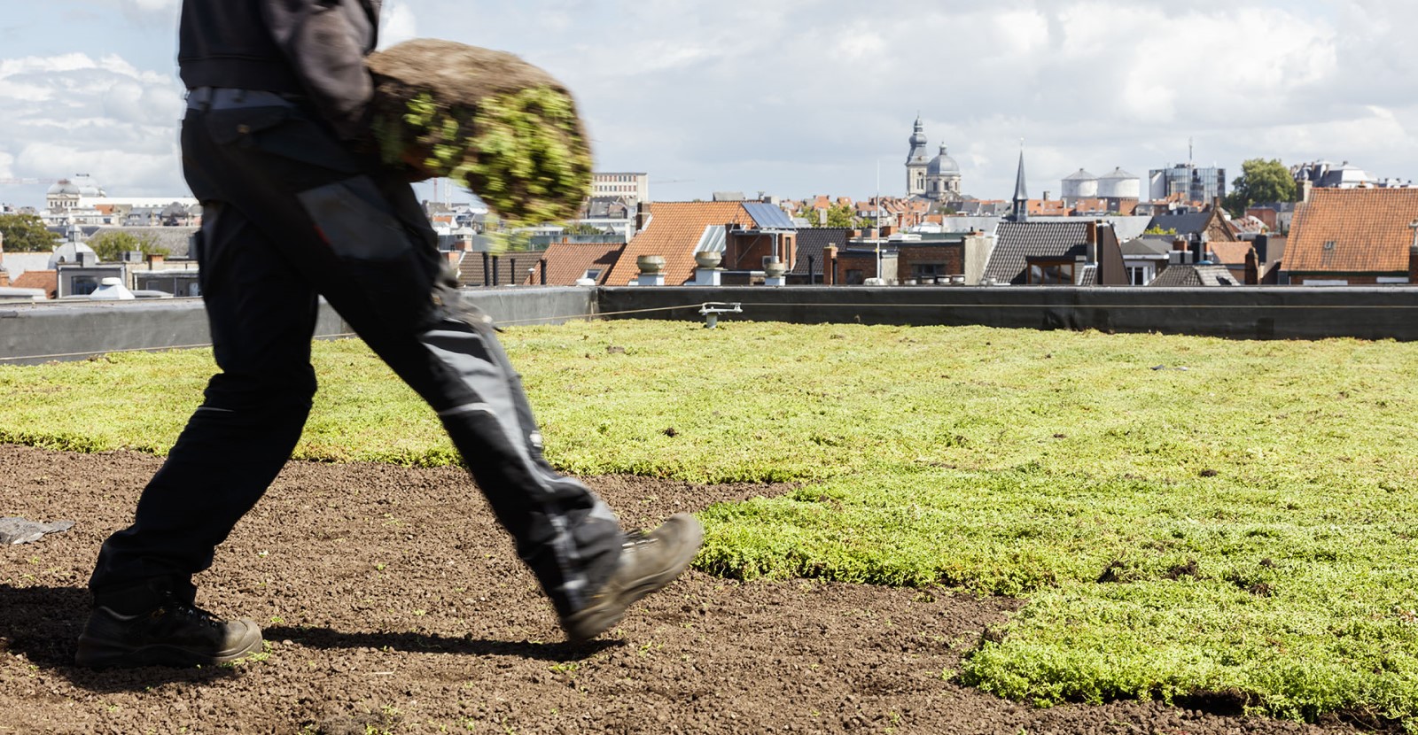 Installation Sedum-mix blankets on green roof system with roof garden substrate