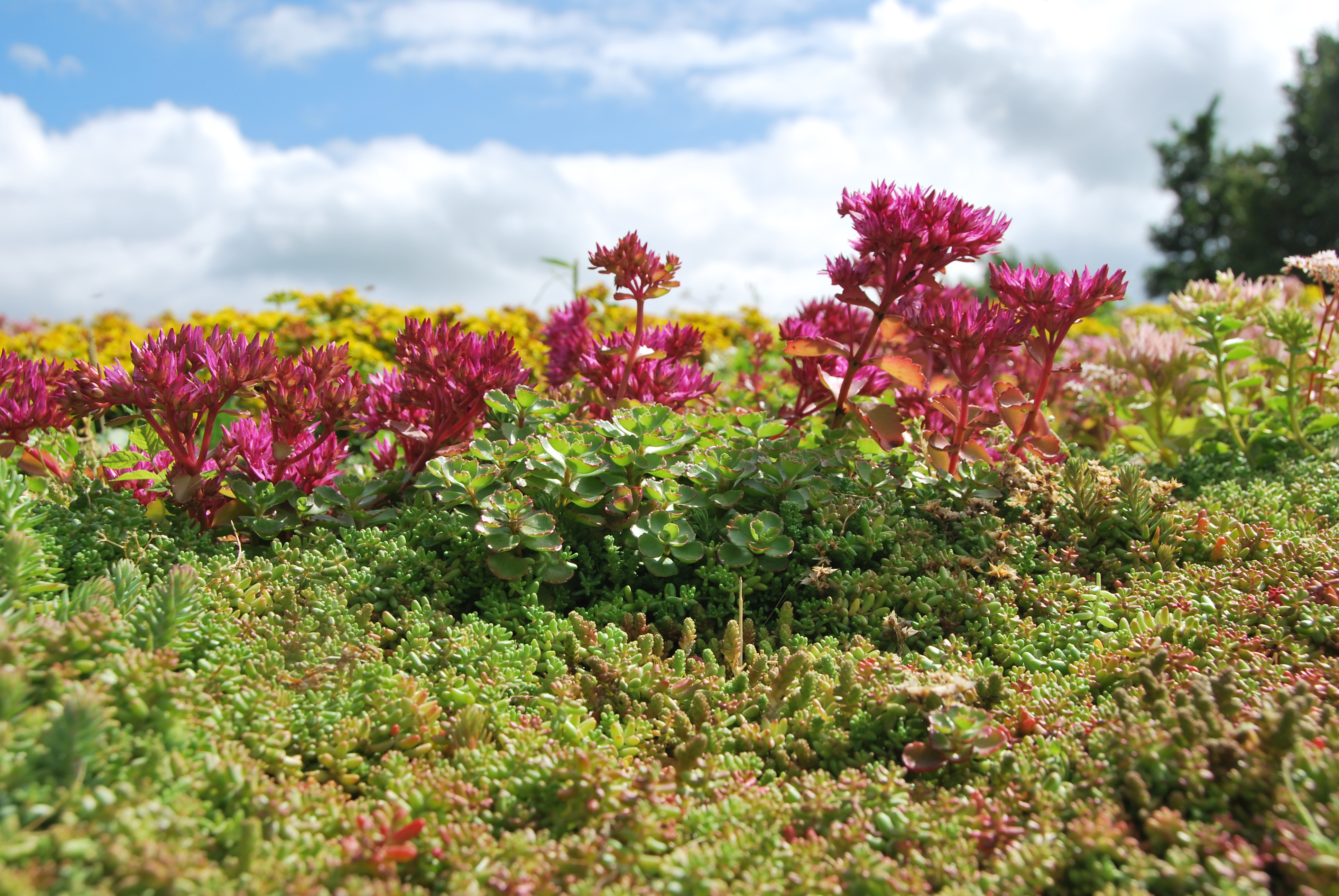 Toit de sedum Sempergreen