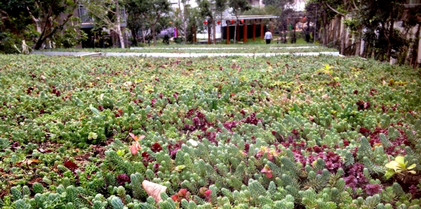 Lightweight green roof 2