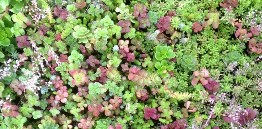 Lightweight green roof 6