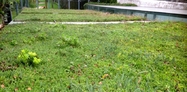 Lightweight green roof 5