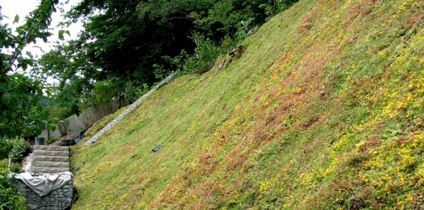 Steep slope covered with Sedum for erosion resistance - Sempergreen