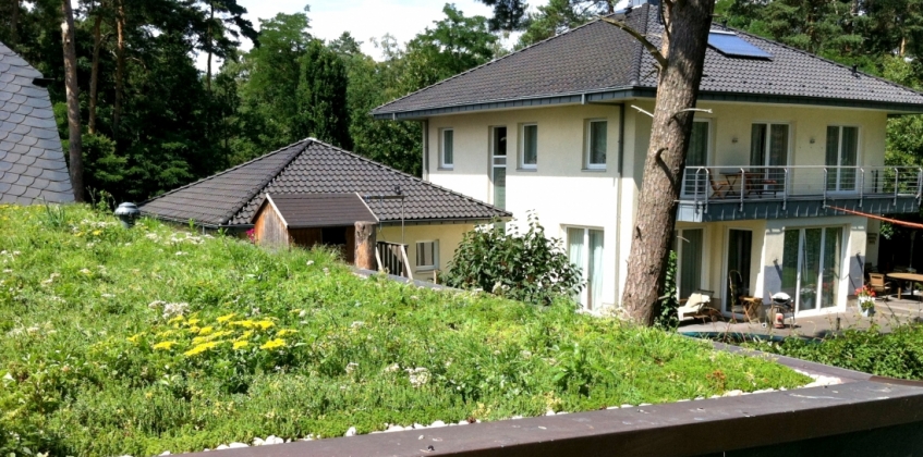 Residential green roof  4