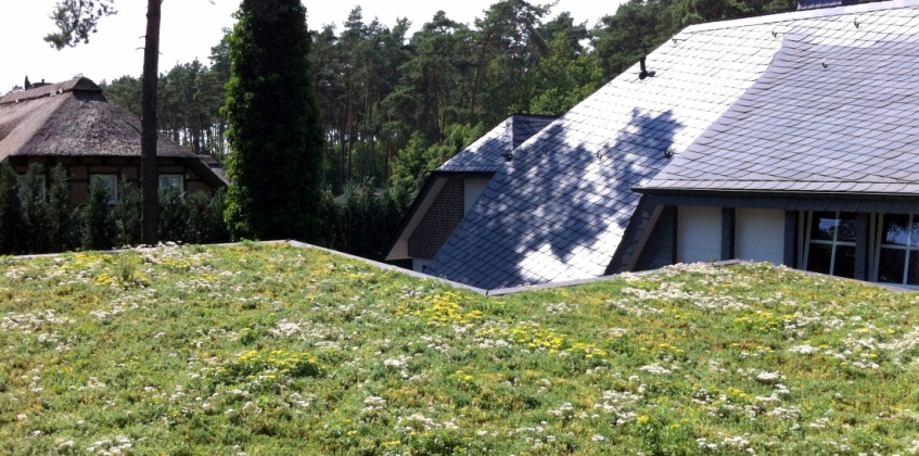 Residential green roof  6