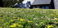 Residential green roof  5