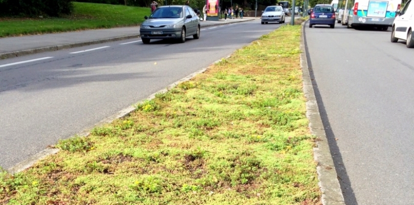 Median Strip 1