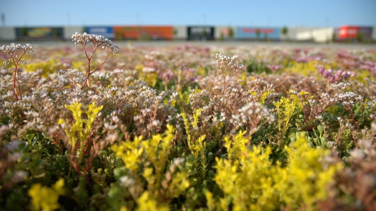 La toiture végétale de cet espace commercial a été réalisée avec des couverts végétaux à base de sedum de Sempergreen. La toiture végétale de cet espace commercial a été réalisée avec des couverts végétaux à base de sedum de Sempergreen.