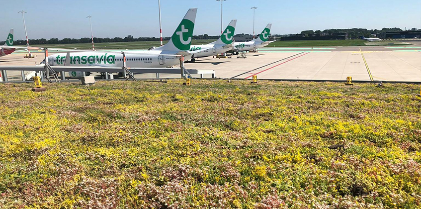 Green roof Terminal 4