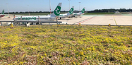 Green roof Terminal 4