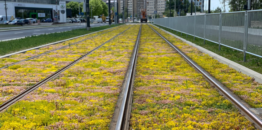 Zielone torowisko tramwajowe