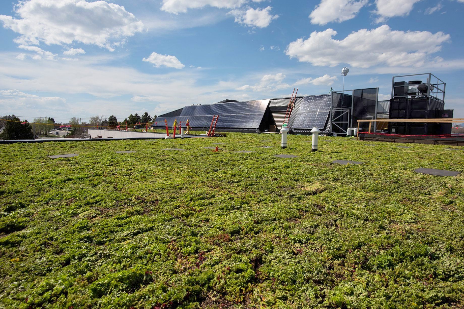 Green roof in combination with solar panels