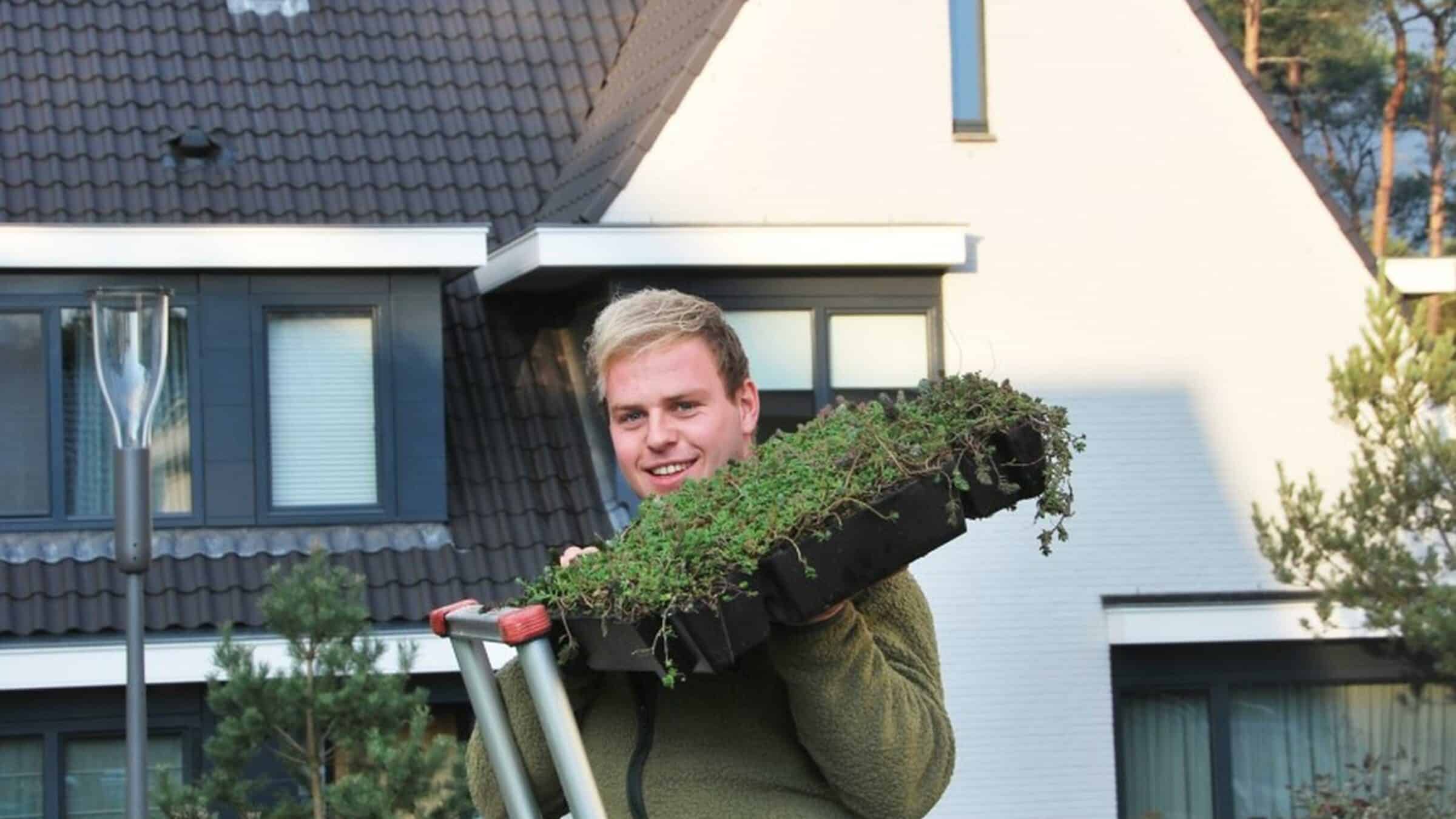 sürekli yeşil sedum saksısı