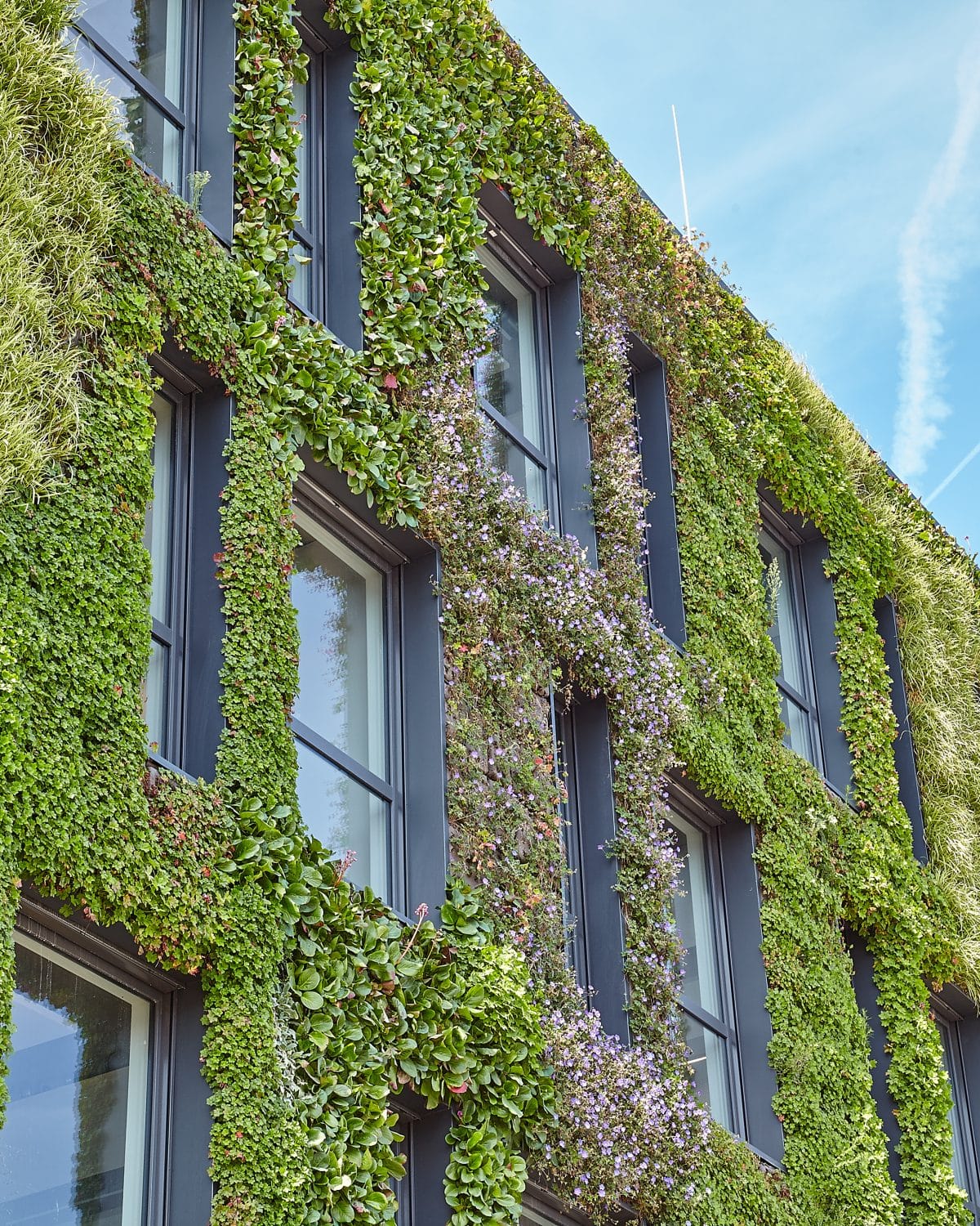 Renovating with a green facade