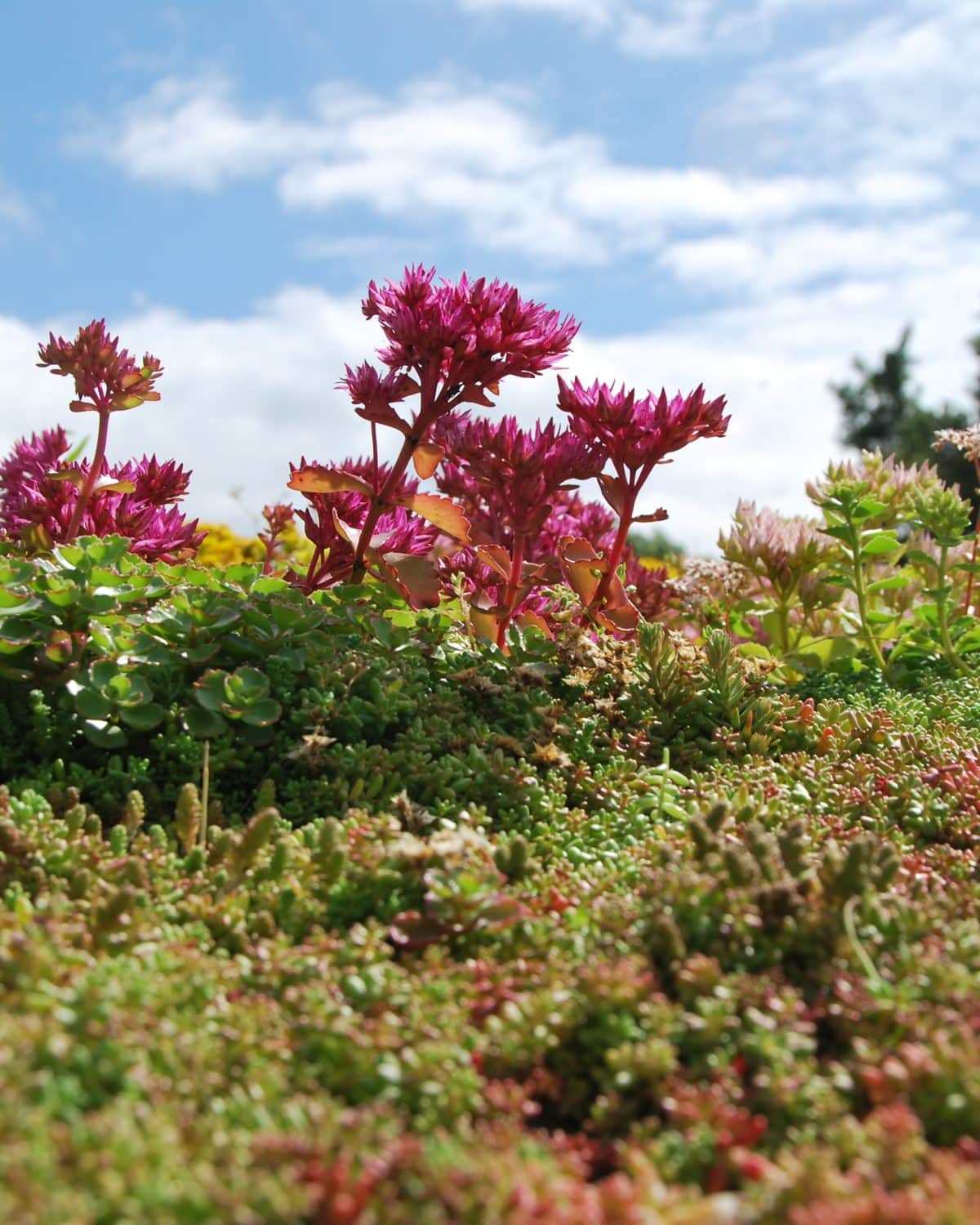 Sedum ile yeşil çatılar