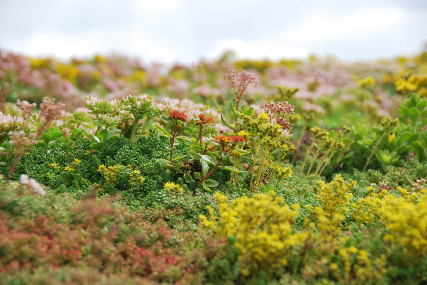Çiçek Açan Sedum Bitkileri