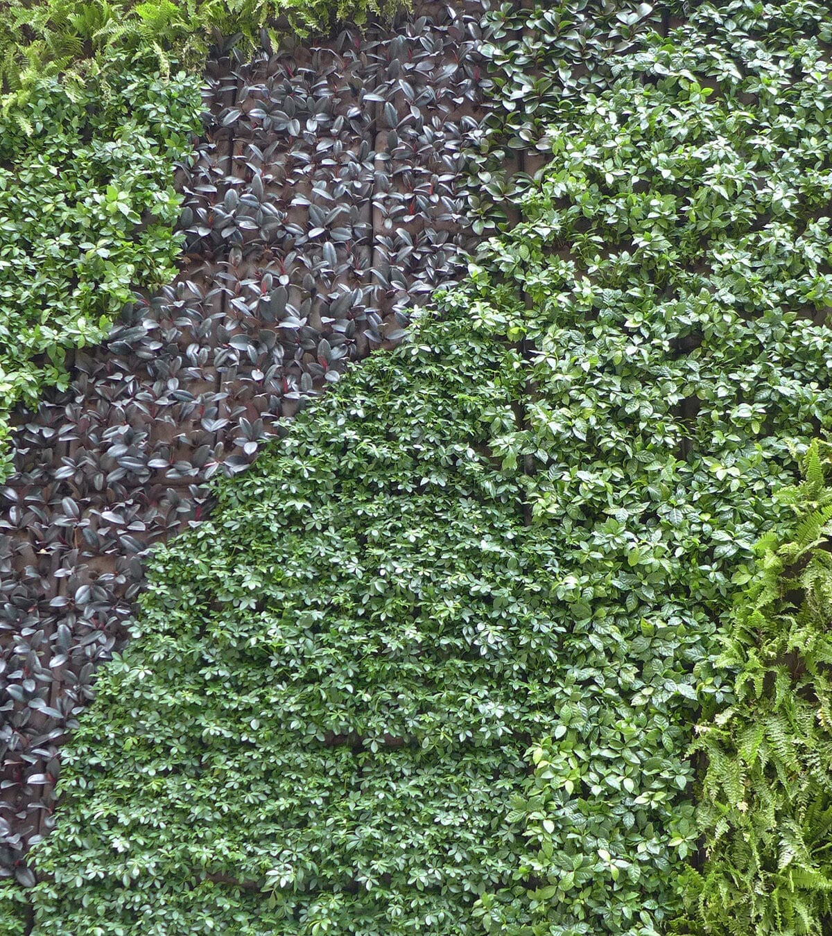 Sempergreen canlı duvar HK Indigo Otel duvarı
