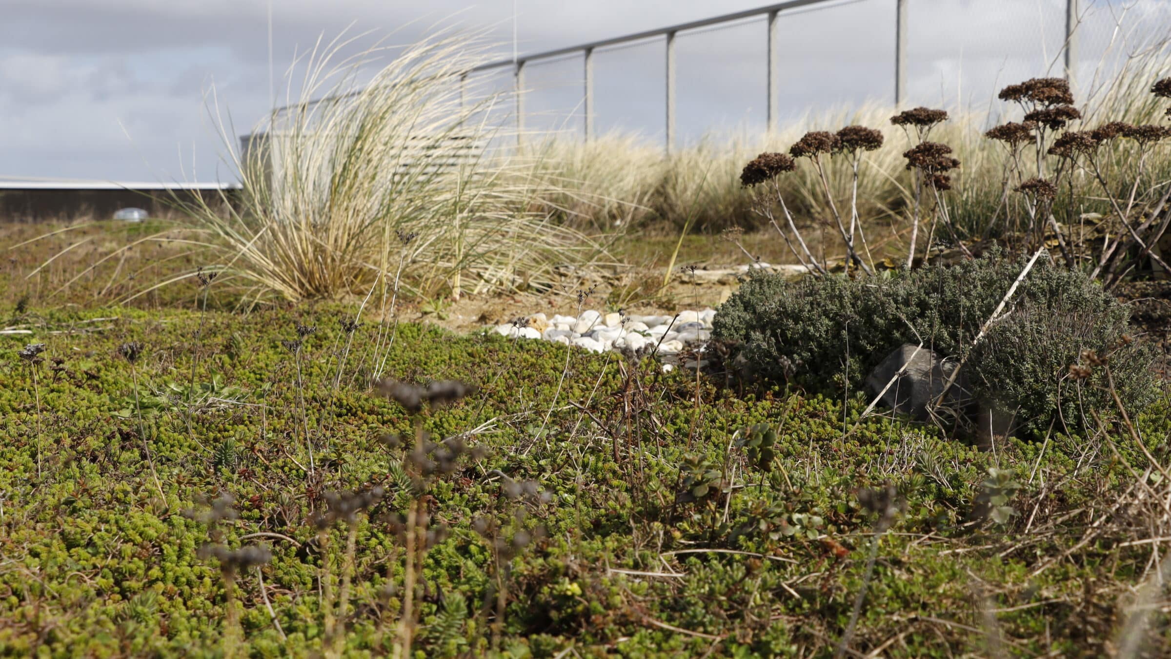 WEC Lauwersoog sedum roof