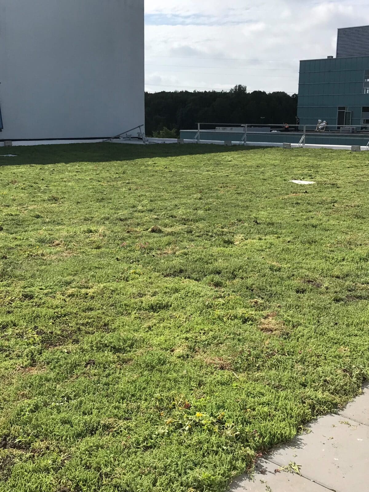 Sedum plants on roof Mercedes Benz