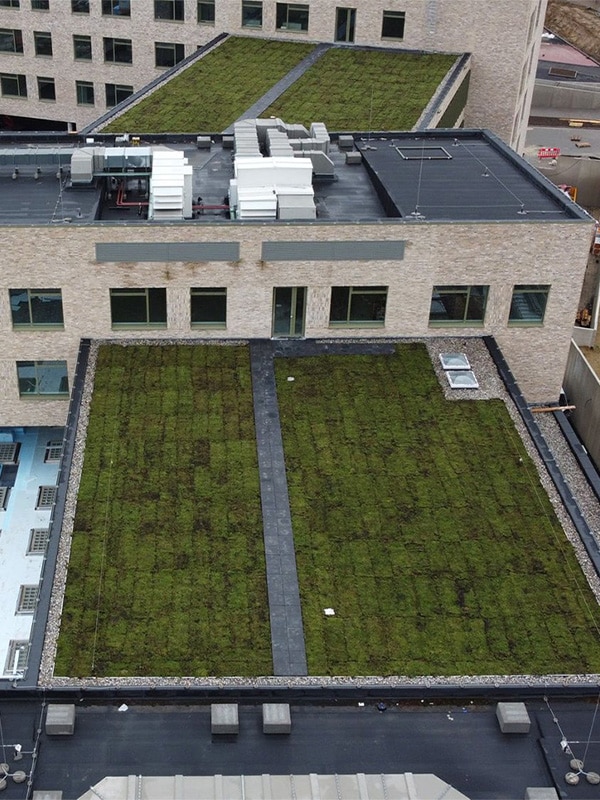 Greenroof on schoolcampus HASP-O in Sint Truiden