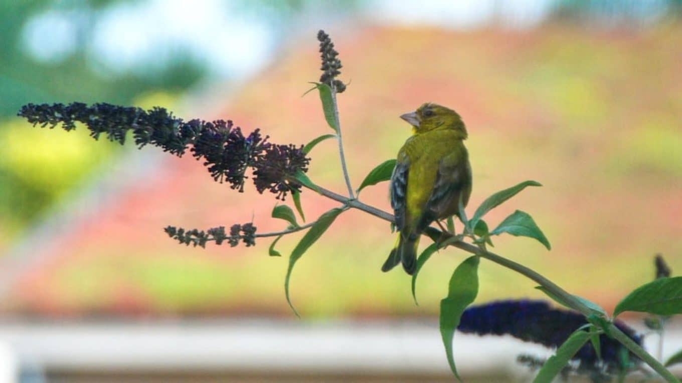 Vogel in groene gevel