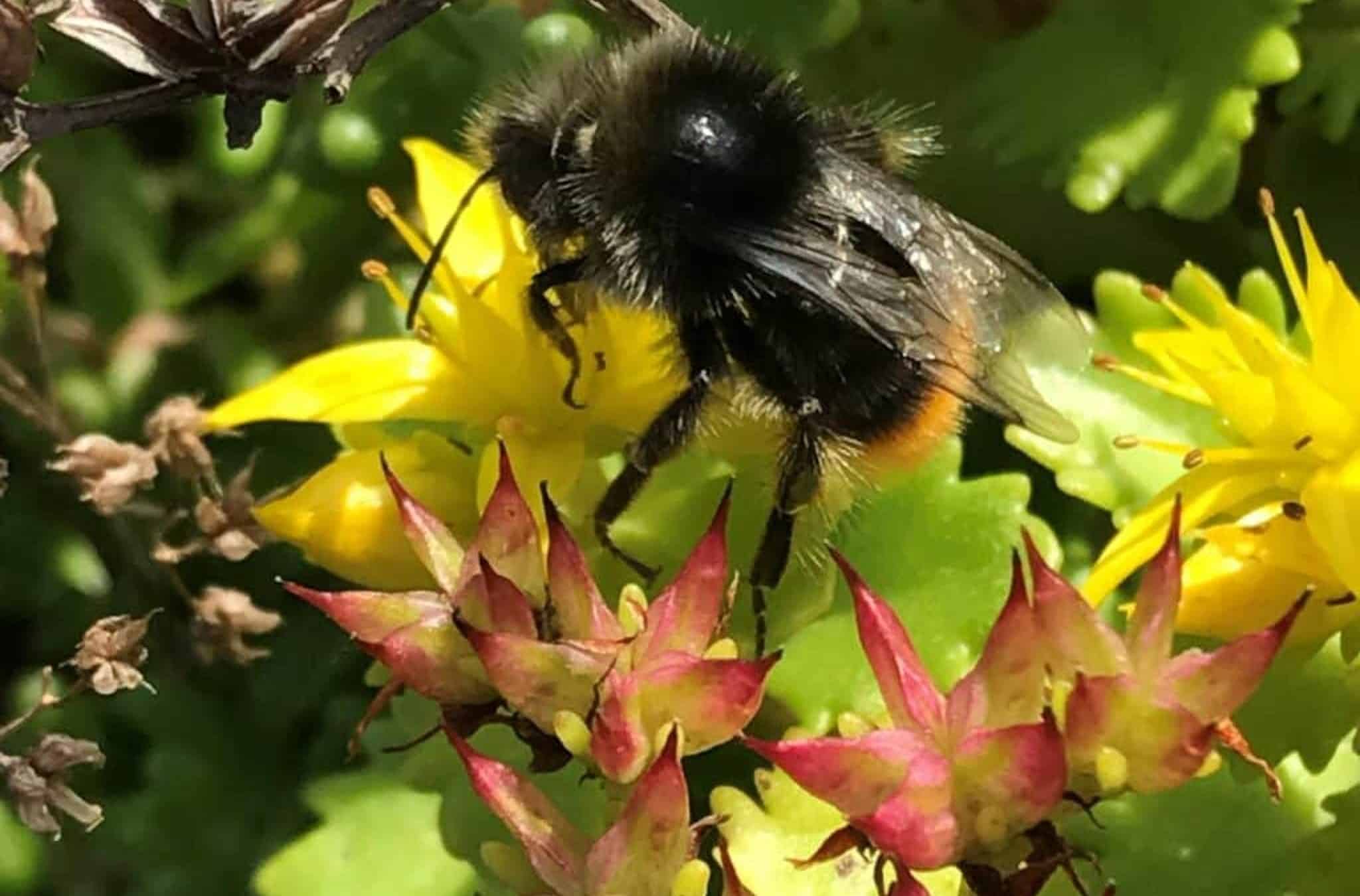 Wilde bij op Sedum