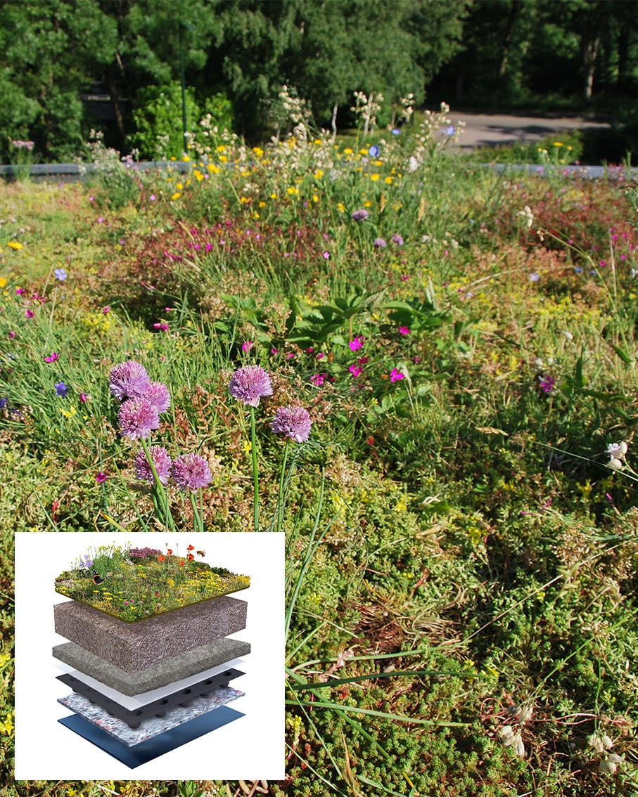 Sempergreen Inheems Bloemendak opbouw
