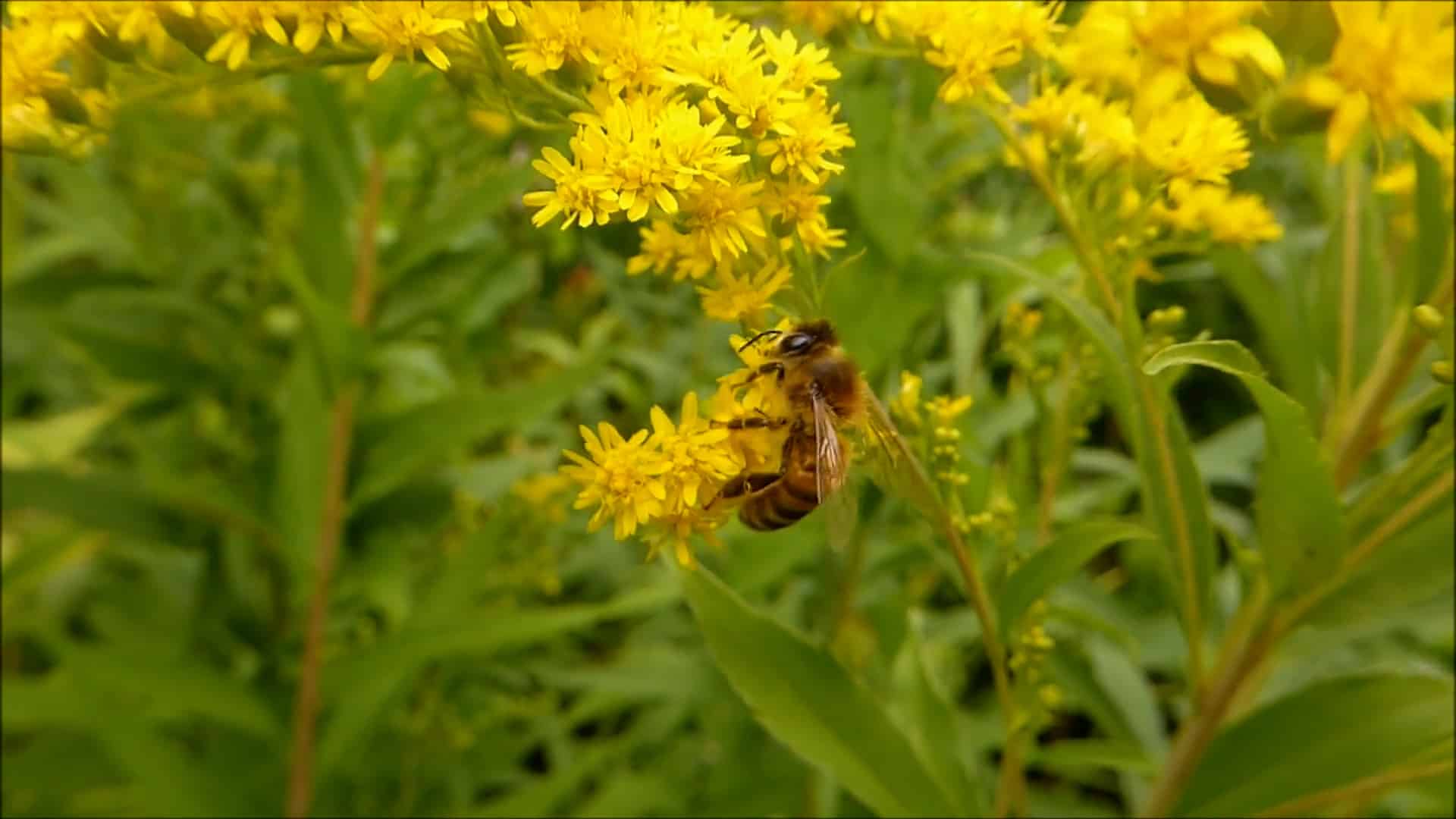 Biodiversiteit Bij