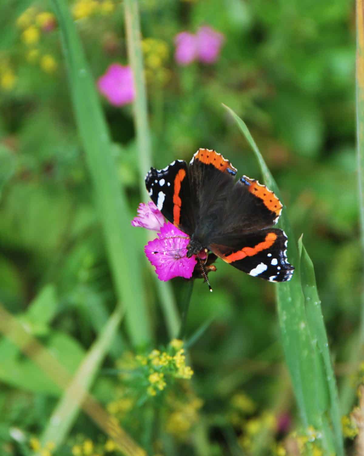 Vlinder op bloemen Sempergreen
