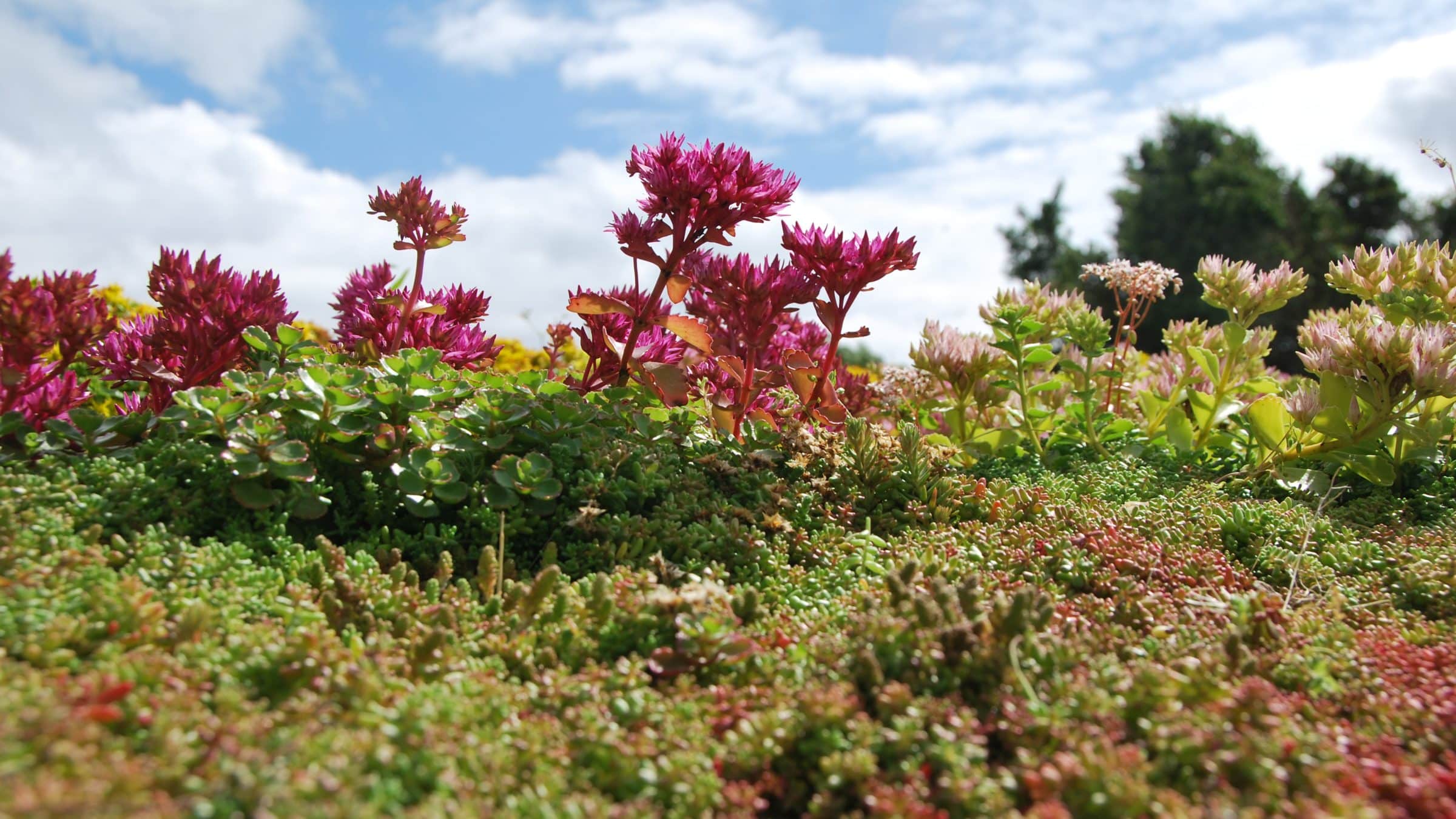 Sedumplanten