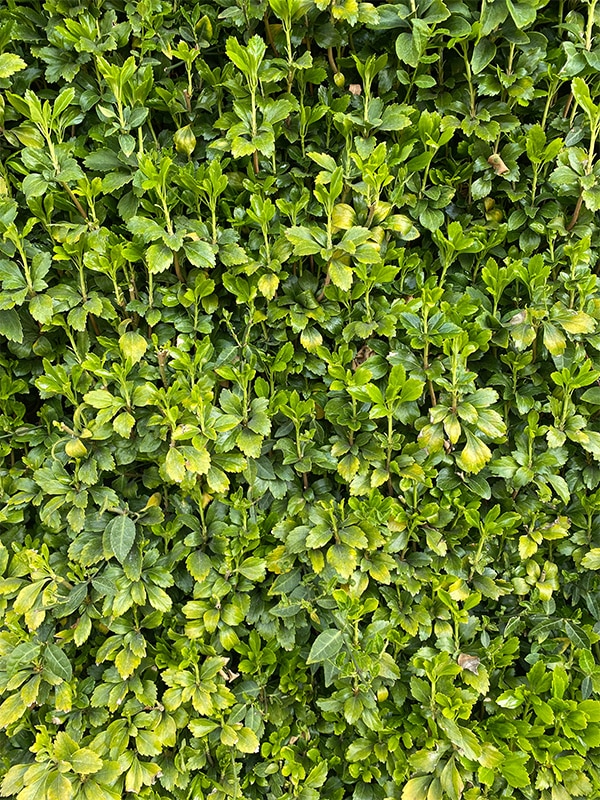 Euonymus groene gevel oplossing