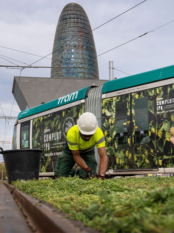 Tram Barcelona groene bodembedekking