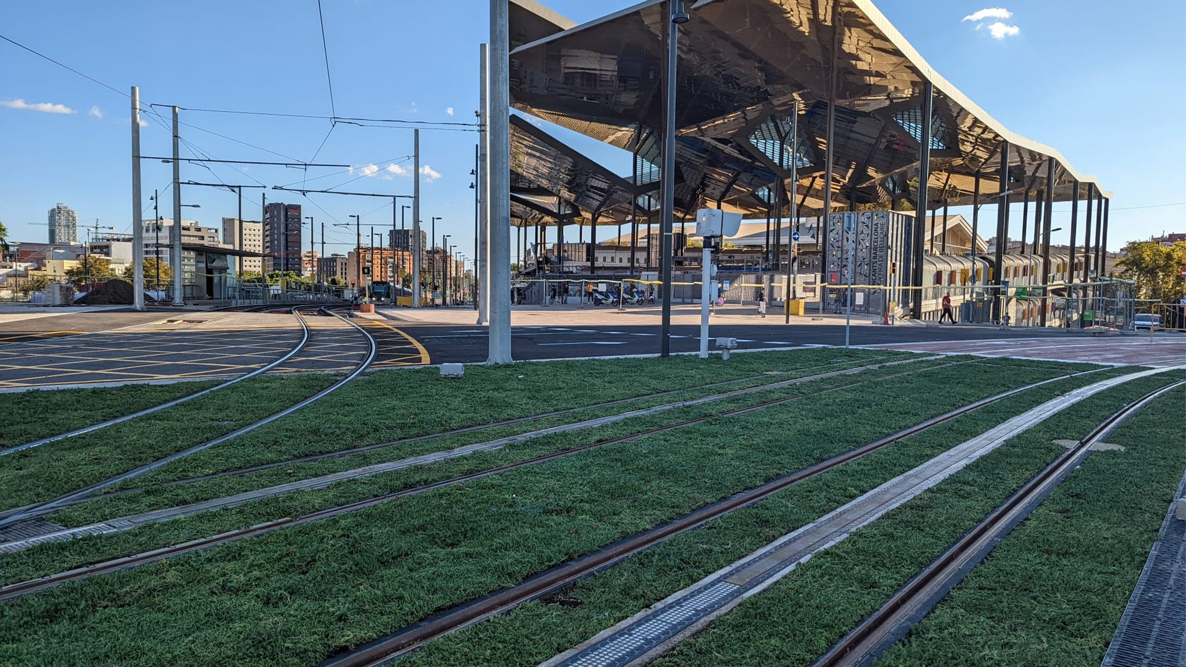 Bodembedekking Sedum trambaan Barcelona