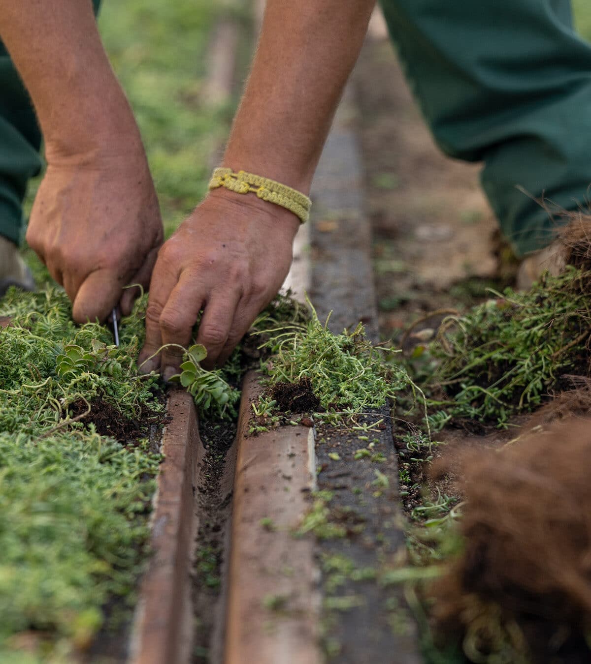 Tramrails vergroenen met Sedum aanleg