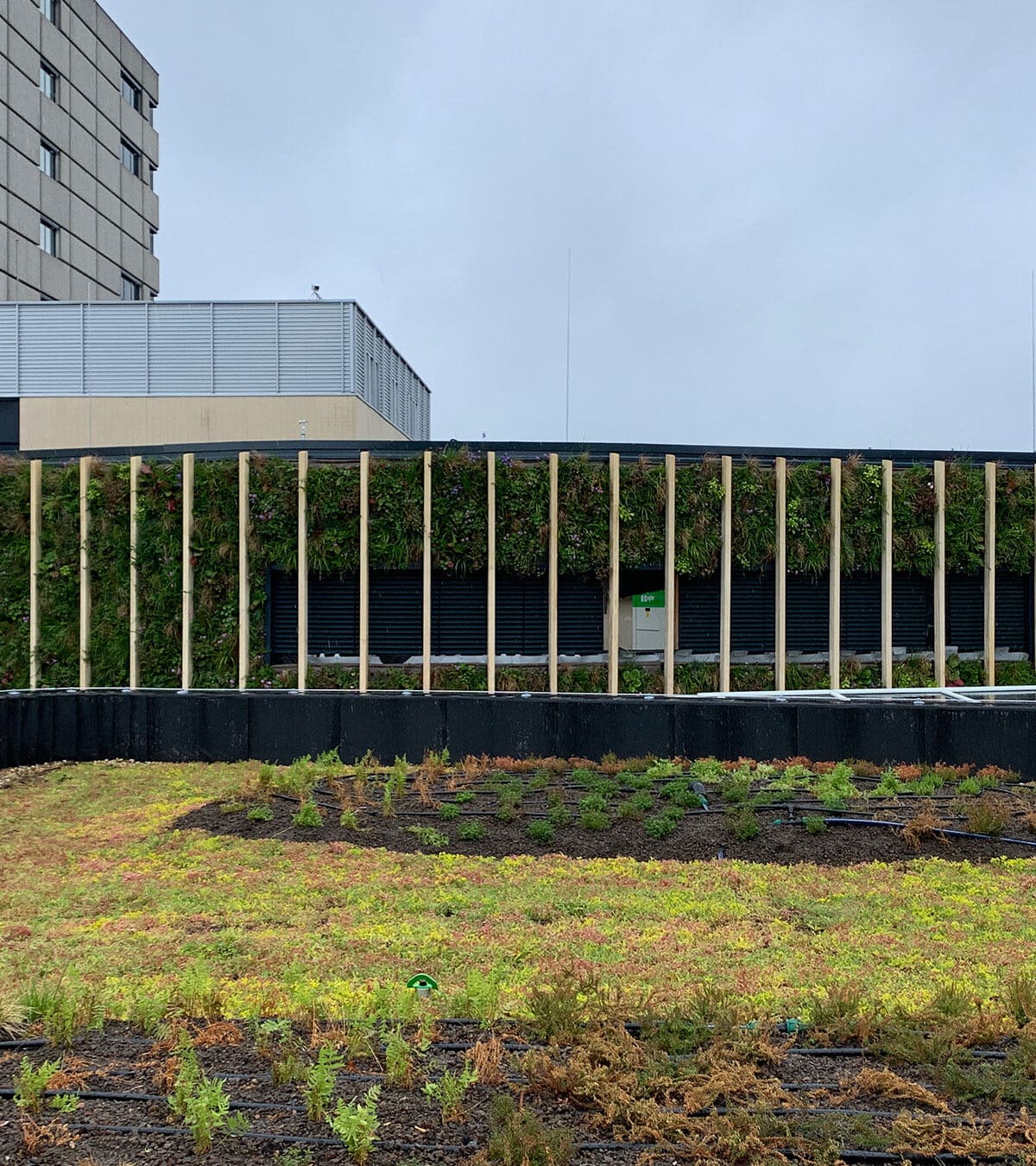 Sempergreen living wall Apeldoorn Radiotherapiegroep dak en gevel