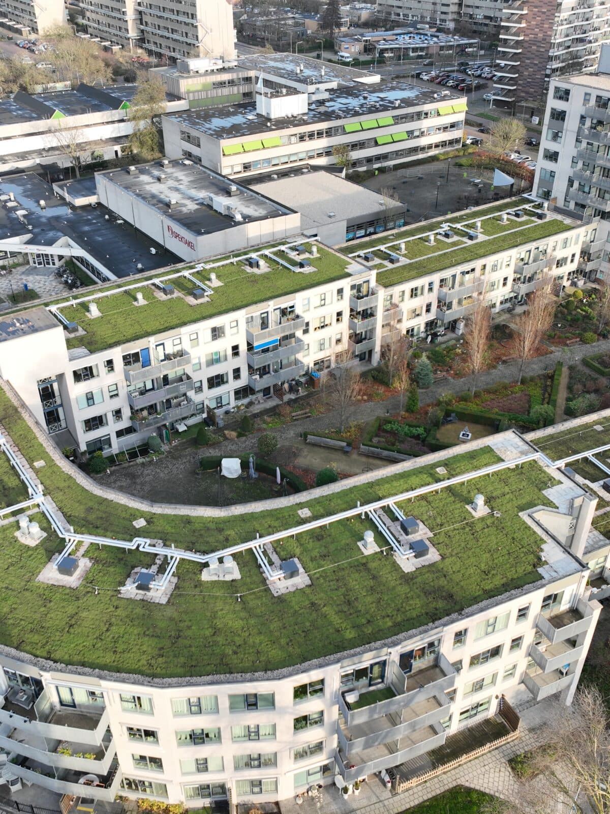 sedum groendak Sempergreen Zwijndrecht
